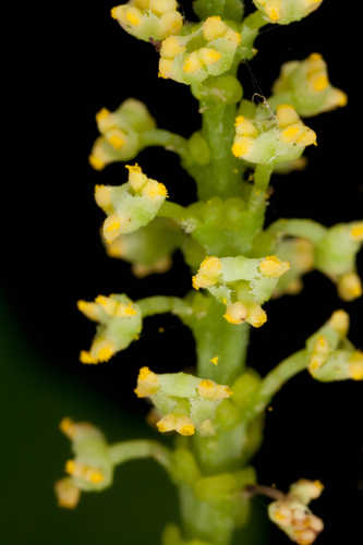 Ditrysinia fruticosa #32